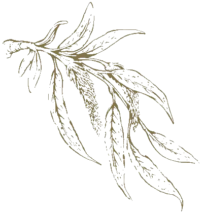 Central Park 104 Delphine